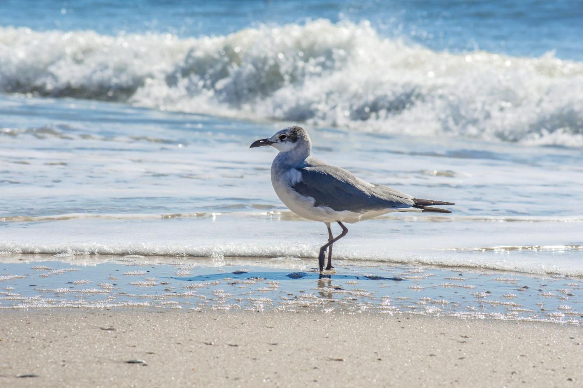 Direct Gulf Views With Deeded Beach Access Gulf Shores Eksteriør bilde