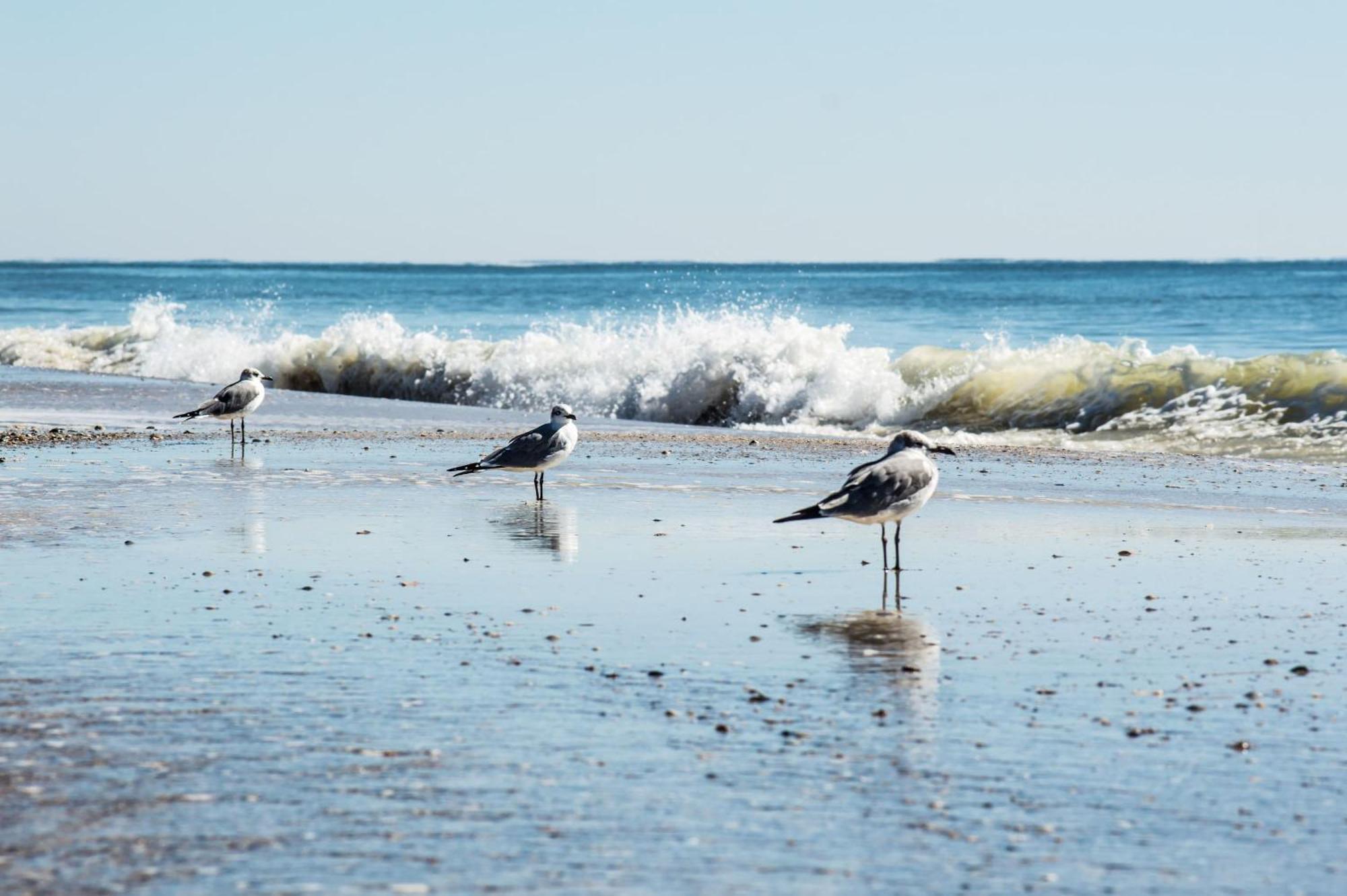 Direct Gulf Views With Deeded Beach Access Gulf Shores Eksteriør bilde